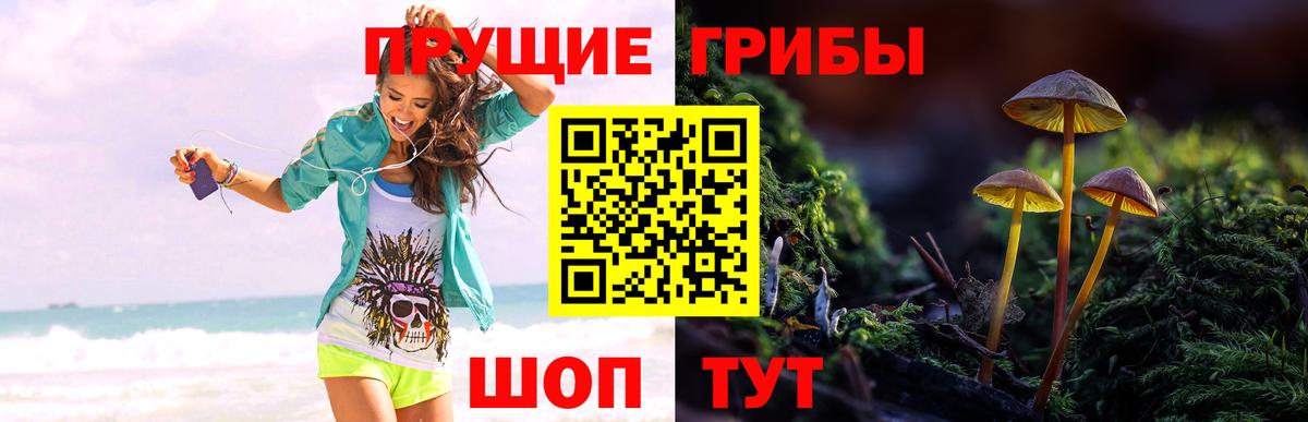 Галлюциногенные грибы Psilocybine cubensis Муравленко